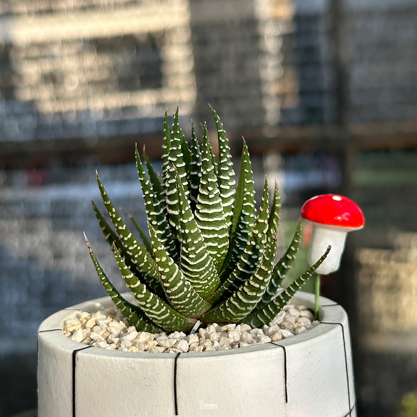 “Best Mom Planter” (3-inch Round) - PRE-ORDER (DELIVERY TIME 1 WEEK)