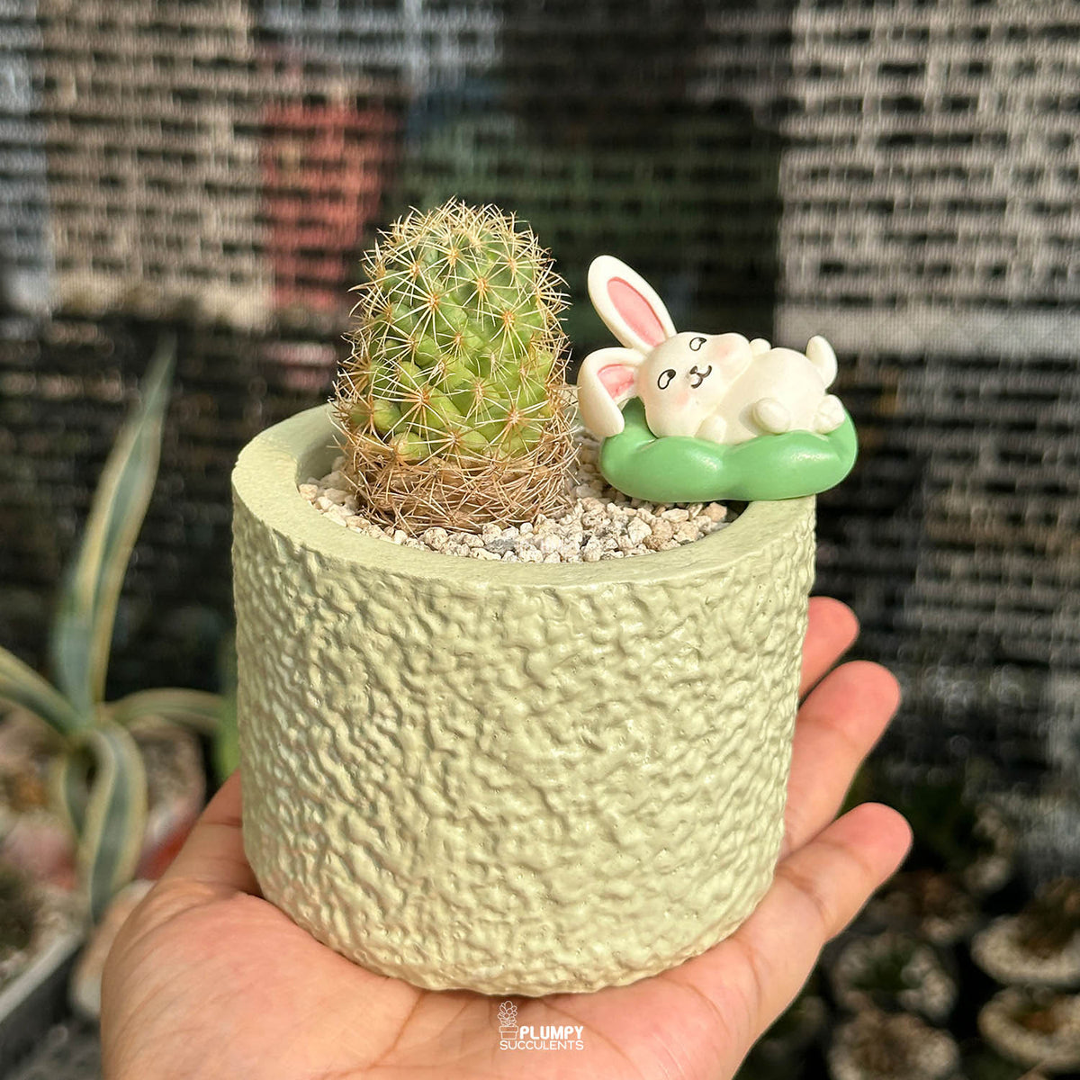 Coryphantha Cactus — Laying Rabbit