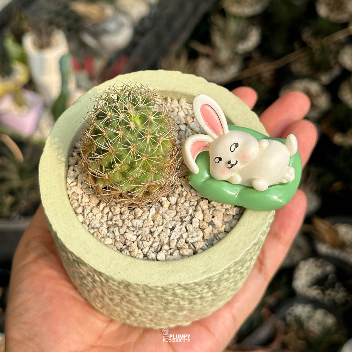Coryphantha Cactus — Laying Rabbit