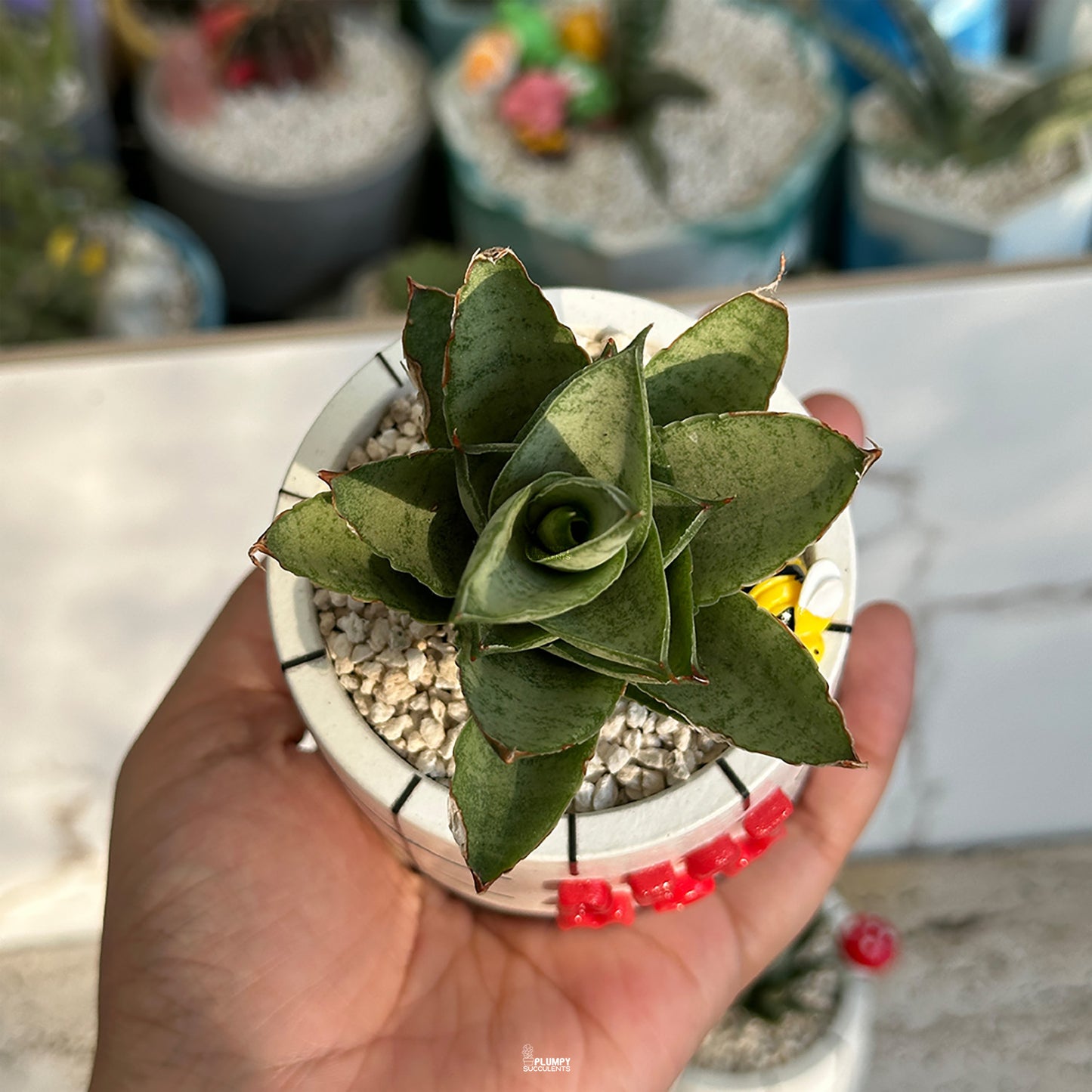 “Best Mom Planter” (3-inch Round) - PRE-ORDER (DELIVERY TIME 1 WEEK)