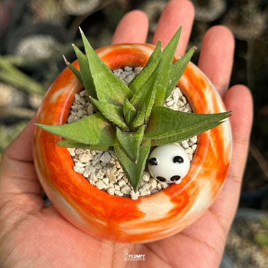 Haworthia Radula — Panda Bun