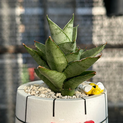 “Best Mom Planter” (3-inch Round) - PRE-ORDER (DELIVERY TIME 1 WEEK)