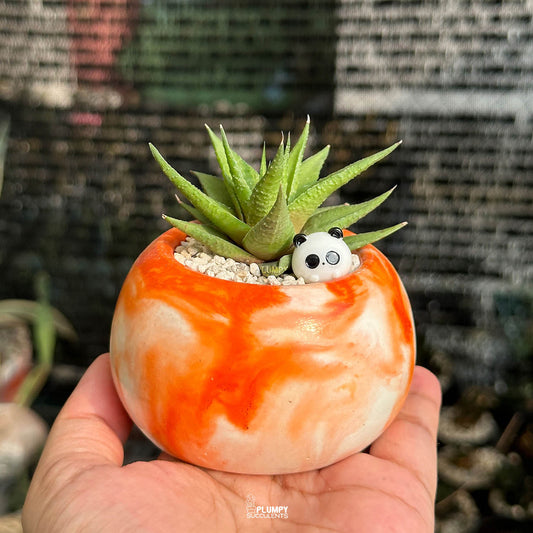 Haworthia Radula — Panda Bun