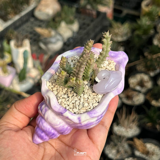 Stapelia — Purple Flamingo