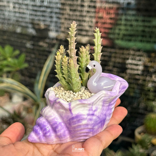 Stapelia — Purple Flamingo