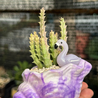 Stapelia — Purple Flamingo