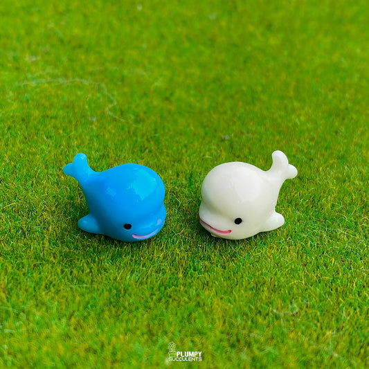 Dolphin