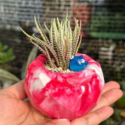 Haworthia Fasciata Zebra Variegated — Fish