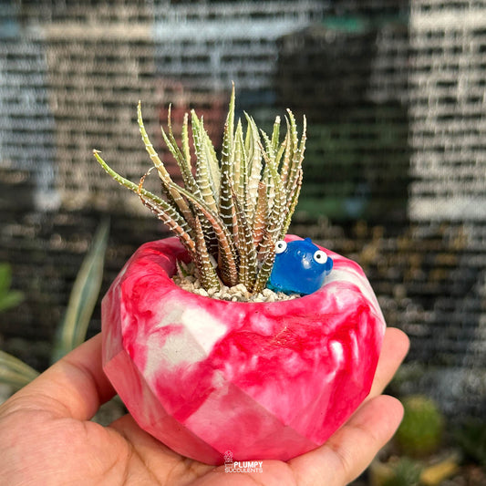 Haworthia Fasciata Zebra Variegated — Fish