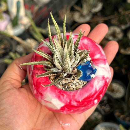 Haworthia Fasciata Zebra Variegated — Fish