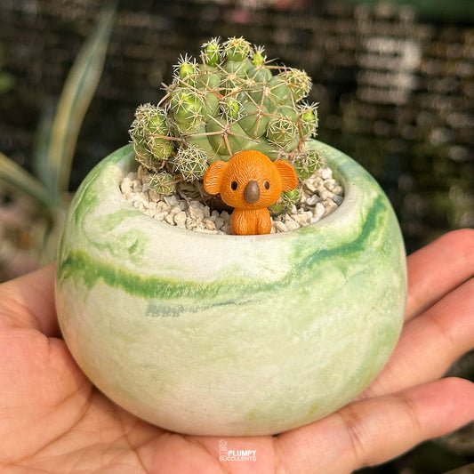 Coryphantha Cactus — Koala