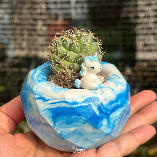 Coryphantha Cactus — Blue Unicorn
