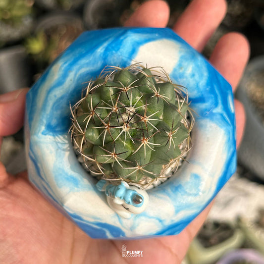 Coryphantha Cactus — Blue Unicorn