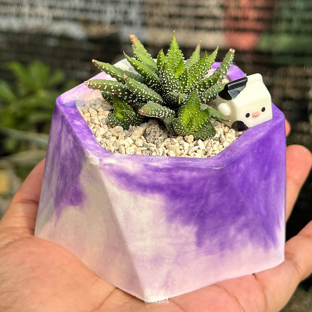 Haworthia Attenuata Tunba — Milk Carton Cow