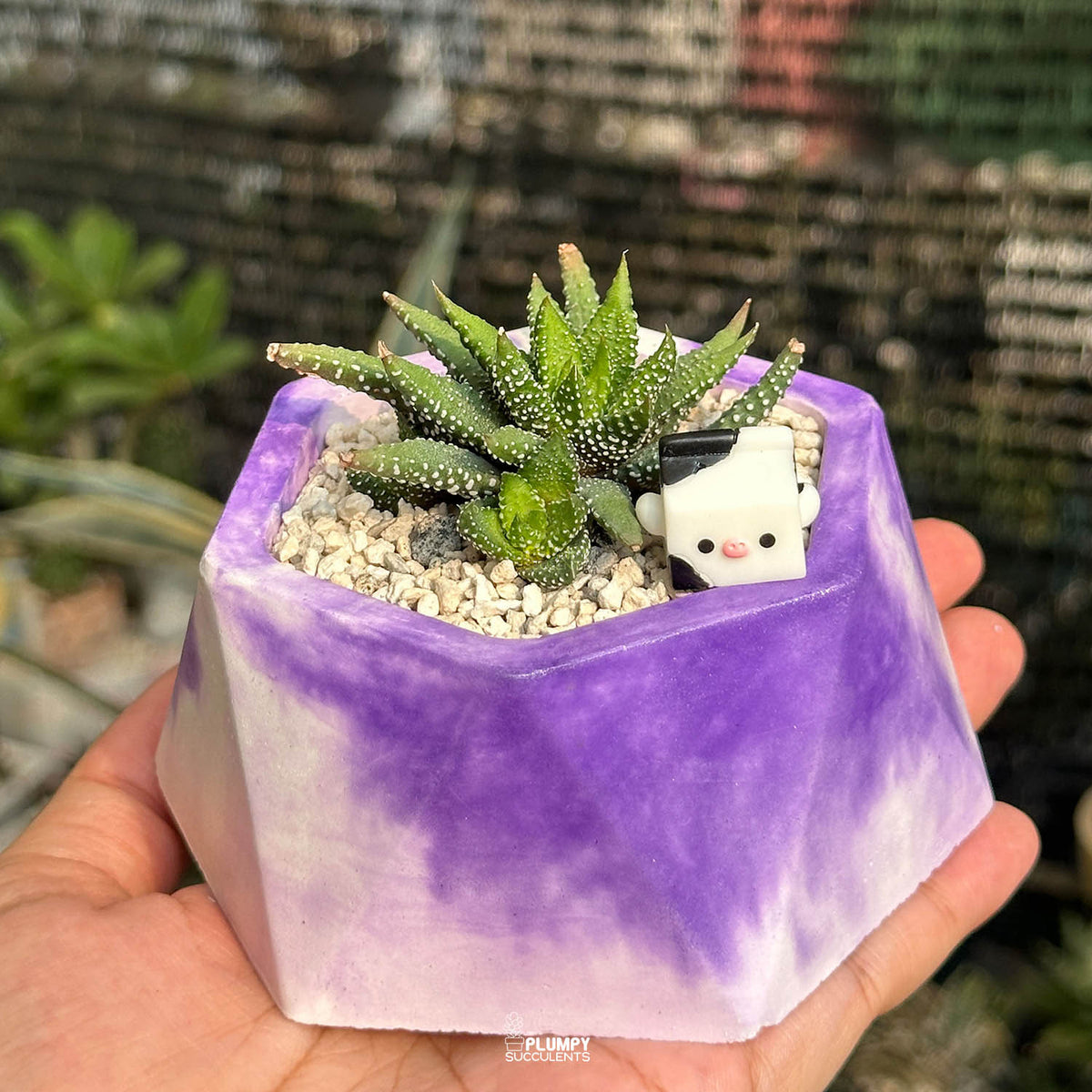 Haworthia Attenuata Tunba — Milk Carton Cow