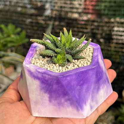 Haworthia Attenuata Tunba — Milk Carton Cow