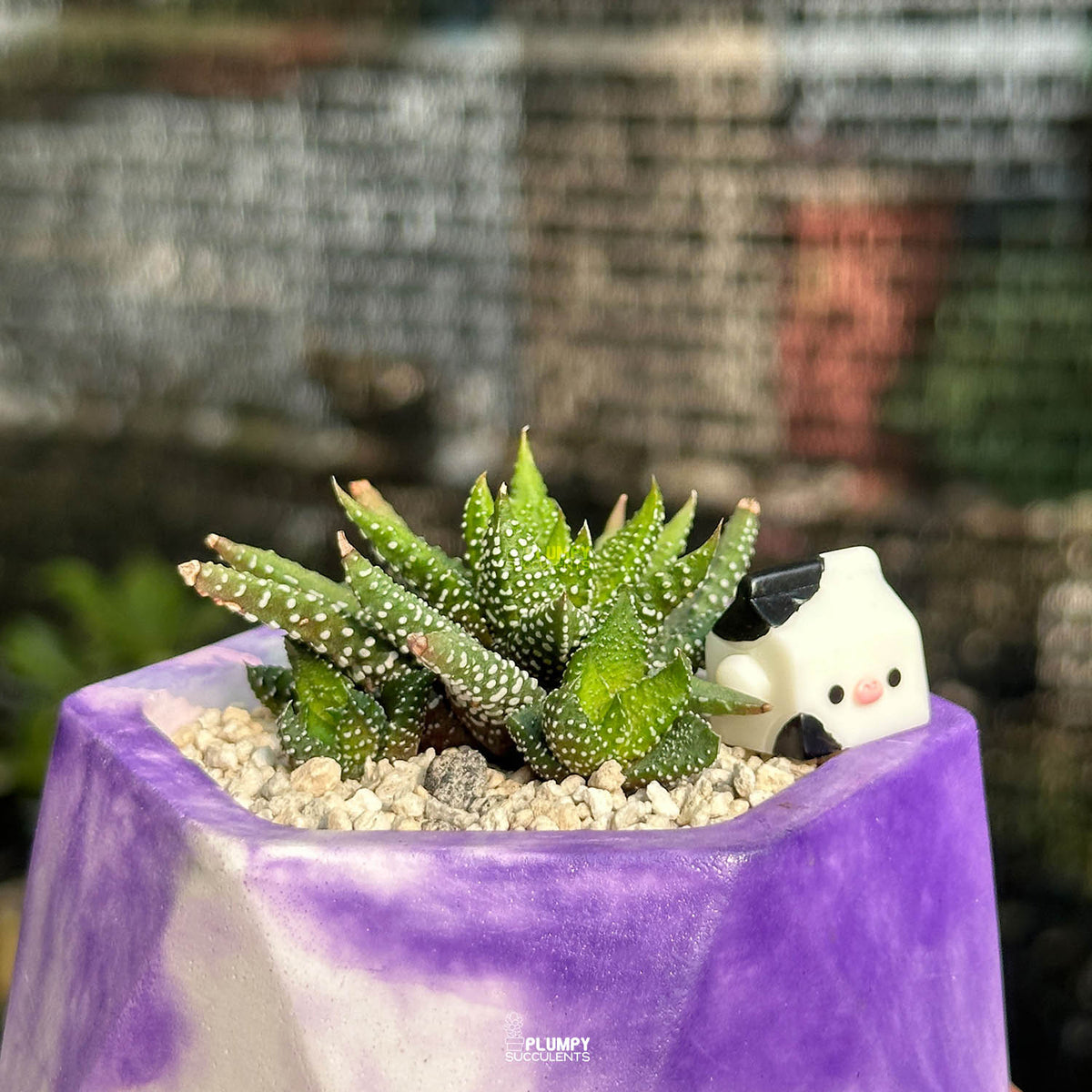 Haworthia Attenuata Tunba — Milk Carton Cow