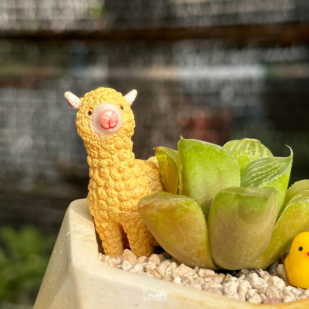 Haworthia Retusa — Lama & Chicken