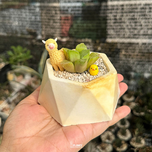 Haworthia Retusa — Lama & Chicken