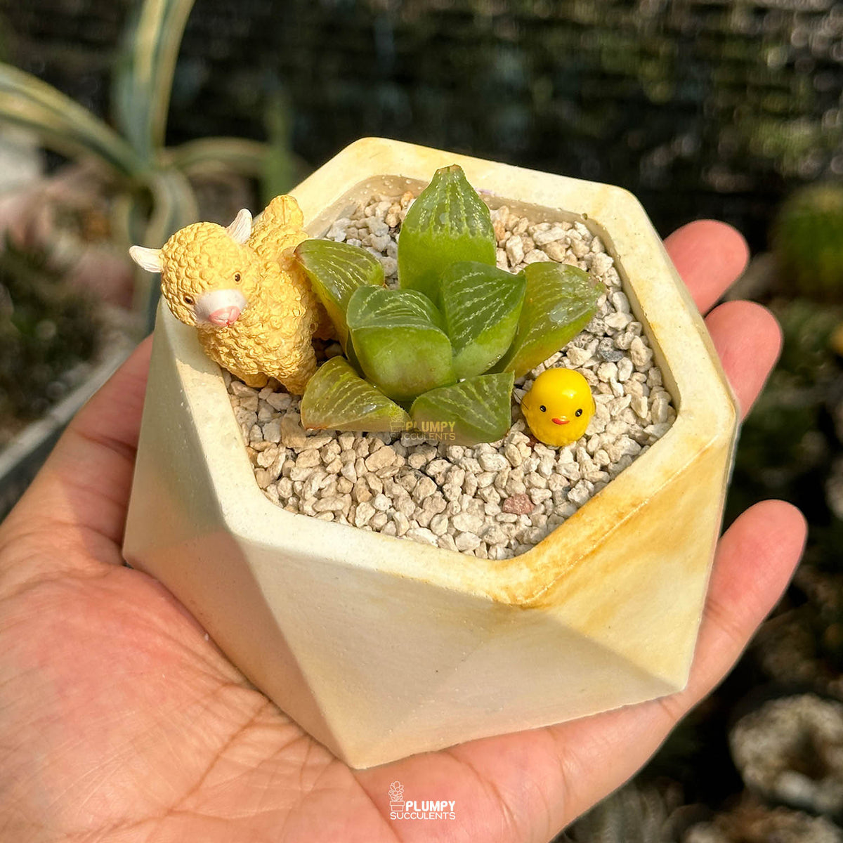 Haworthia Retusa — Lama & Chicken