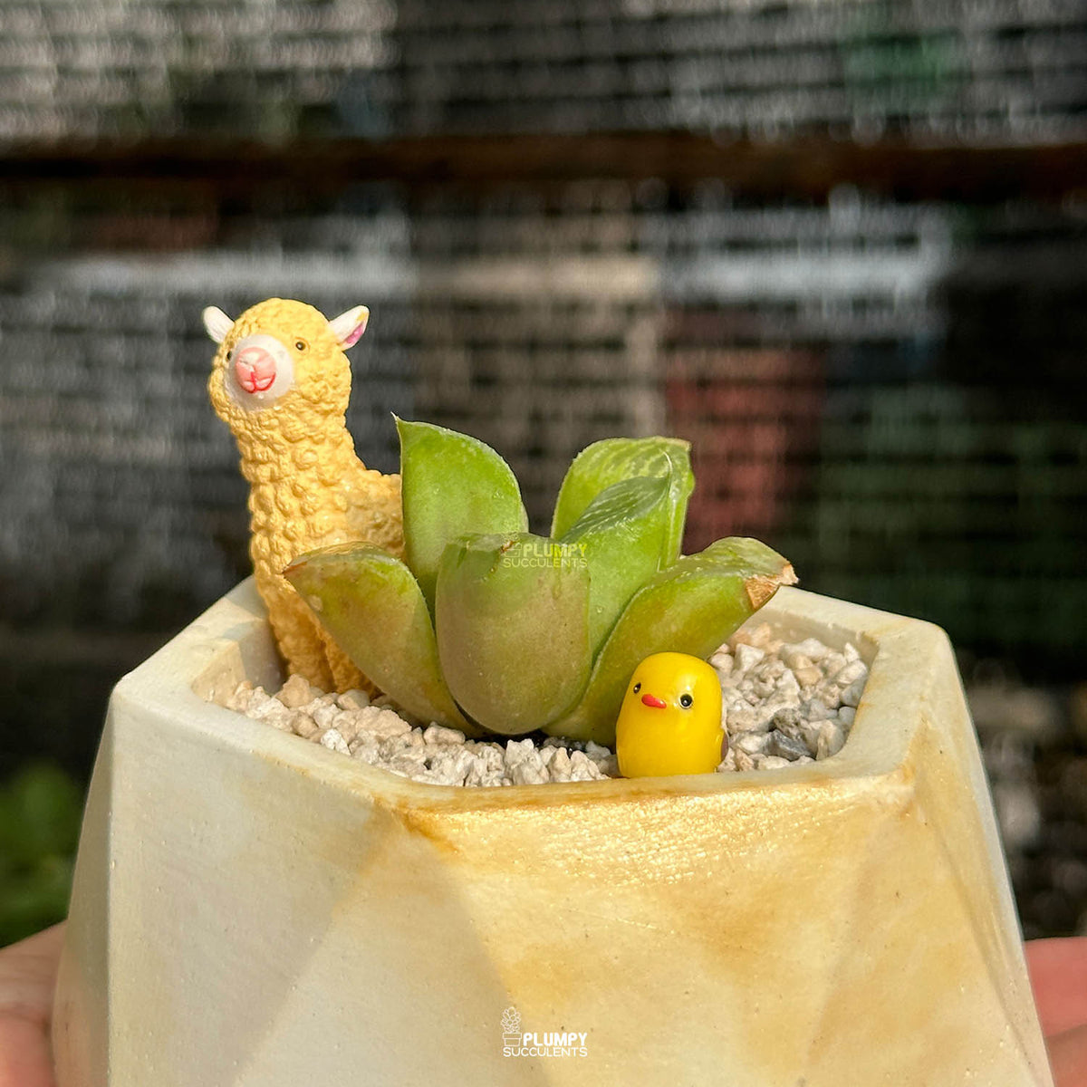 Haworthia Retusa — Lama & Chicken