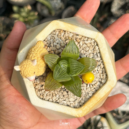 Haworthia Retusa — Lama & Chicken
