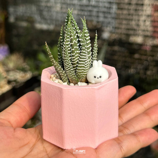 Haworthia Fasciata Zebra