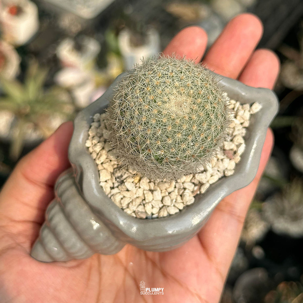 Mammillaria Candida — White Cat
