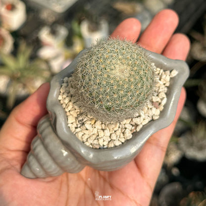 Mammillaria Candida — White Cat
