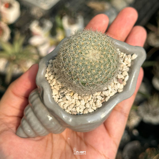 Mammillaria Candida — White Cat