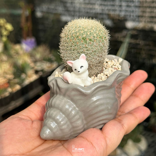 Mammillaria Candida — White Cat