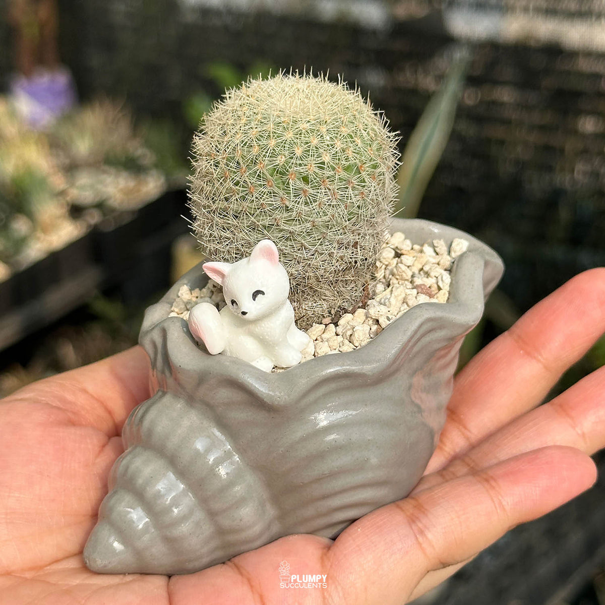 Mammillaria Candida — White Cat