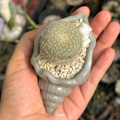 Mammillaria Candida — White Cat