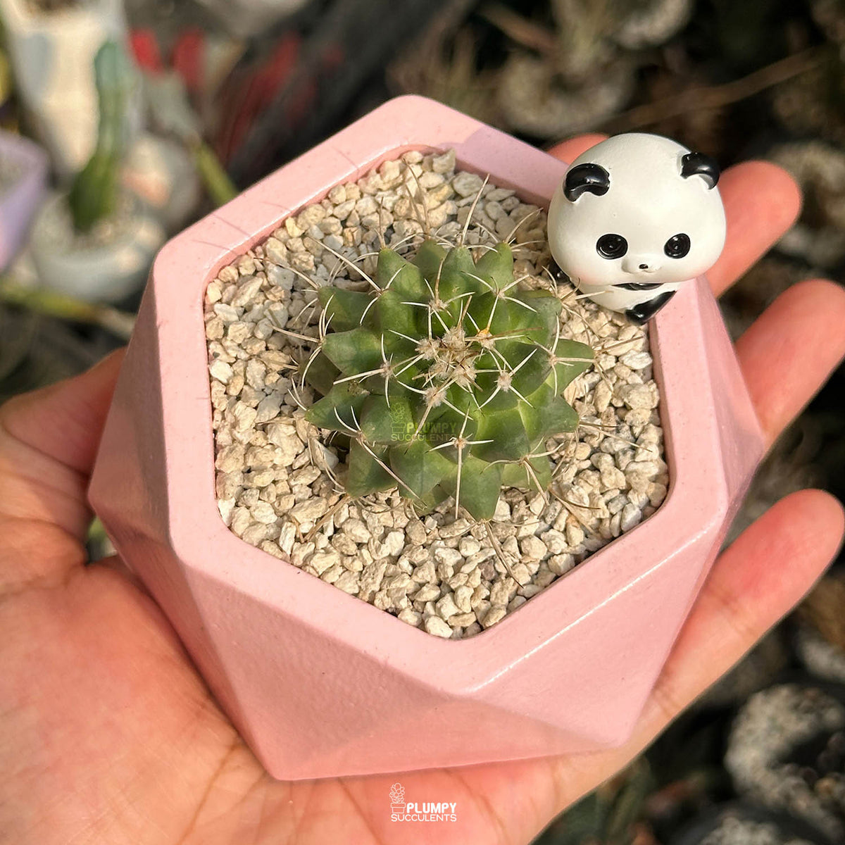 Mammillaria Compressa — Panda