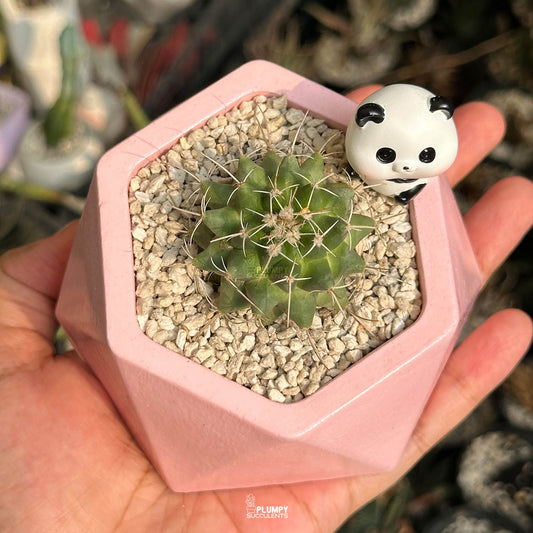 Mammillaria Compressa — Panda