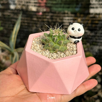 Mammillaria Compressa — Panda