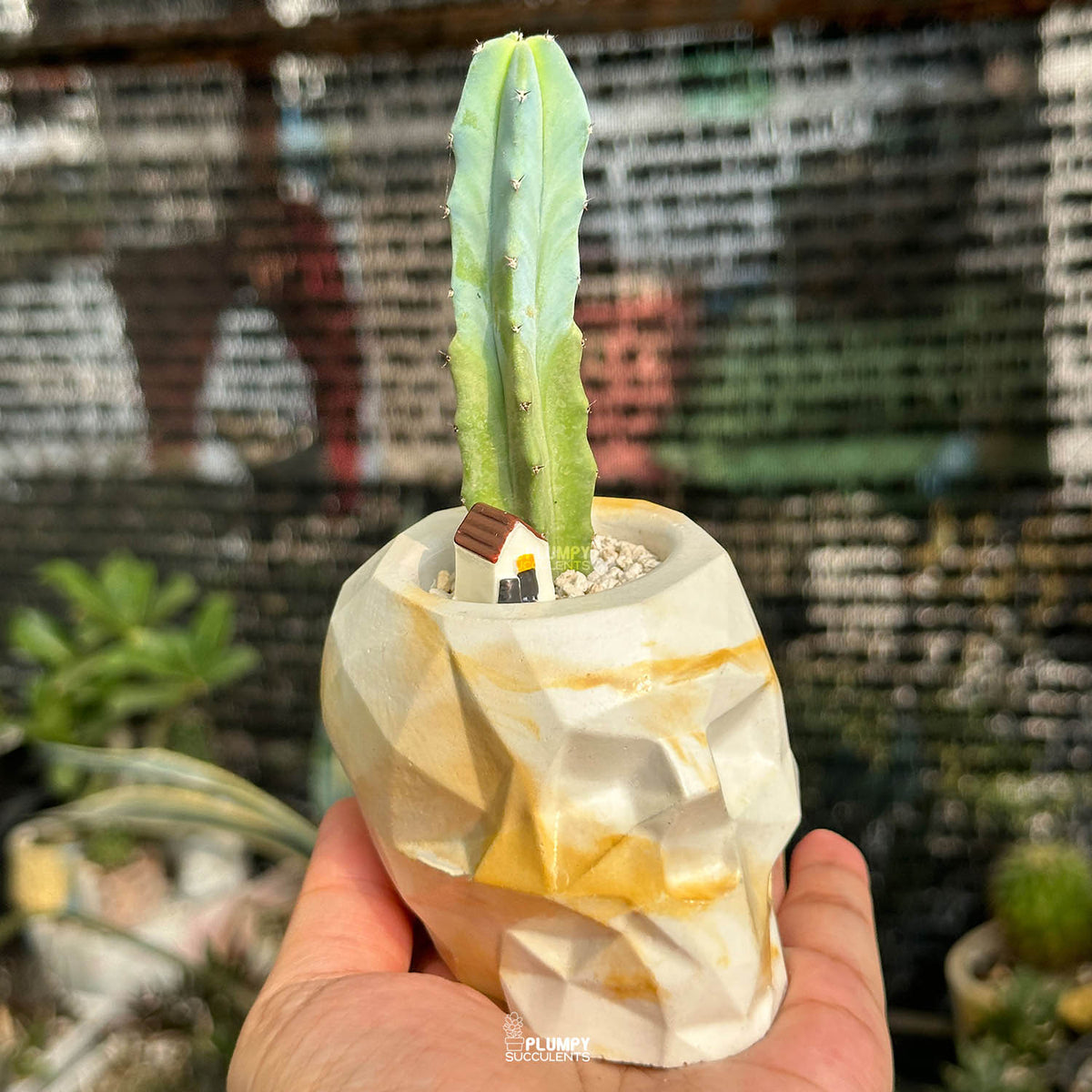 Myrtillocactus Geometrizans — Tiny House