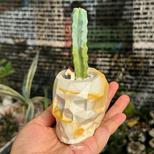 Myrtillocactus Geometrizans — Tiny House