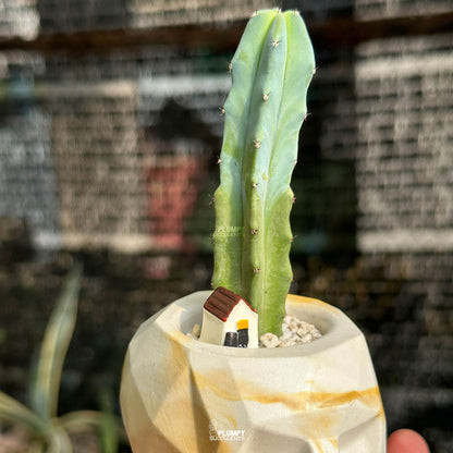 Myrtillocactus Geometrizans — Tiny House