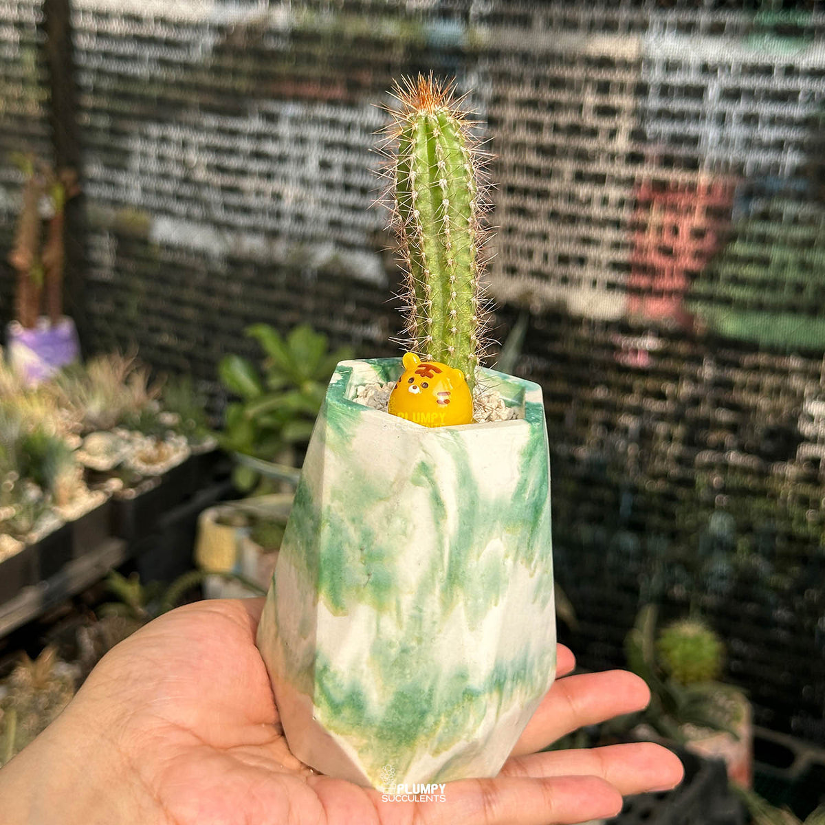 Cereus Cactus — Tiger Bun
