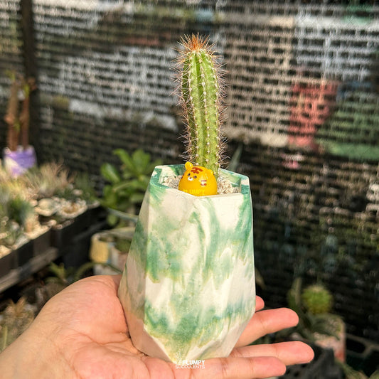 Cereus Cactus — Tiger Bun