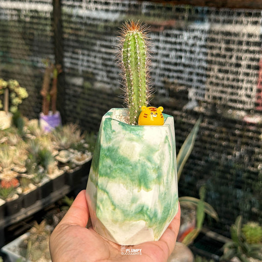 Cereus Cactus — Tiger Bun
