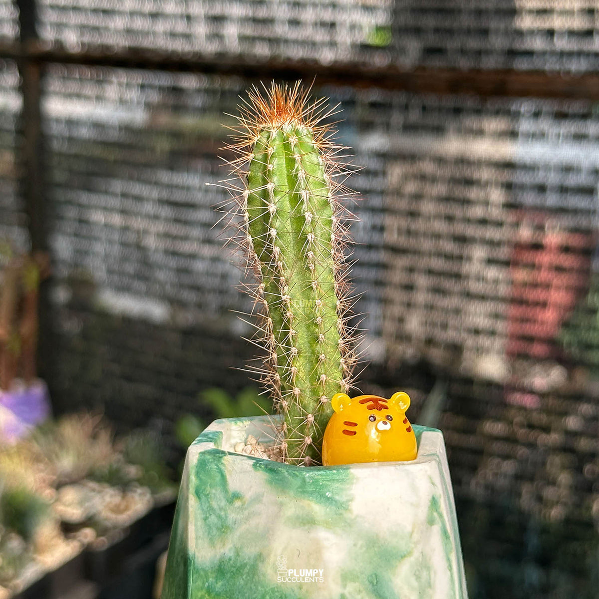 Cereus Cactus — Tiger Bun