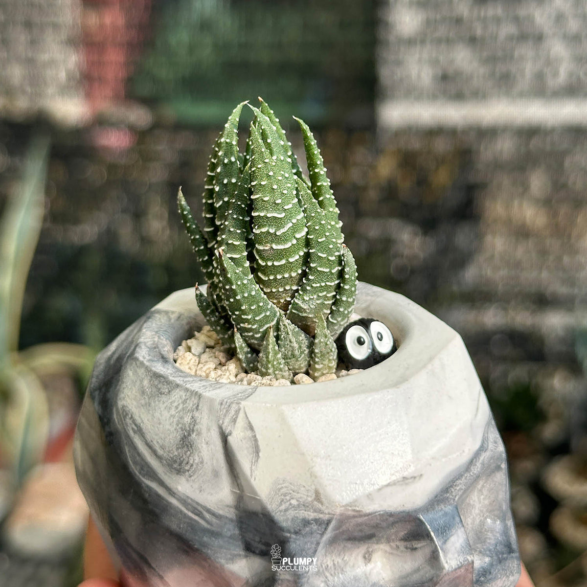 Haworthia Reinwardtii — Dust Elf