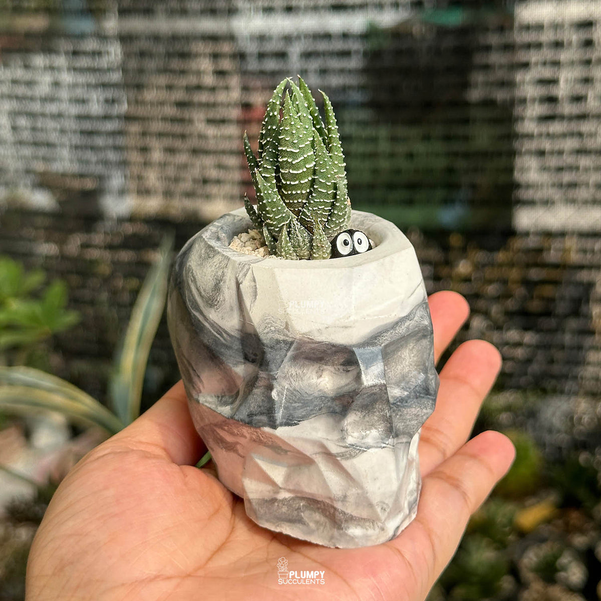 Haworthia Reinwardtii — Dust Elf
