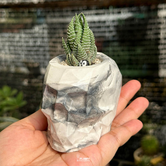 Haworthia Reinwardtii — Dust Elf