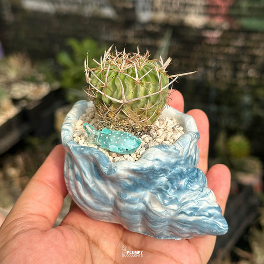 Stenocactus Multicostatus — Blue Whale
