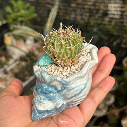 Stenocactus Multicostatus — Blue Whale