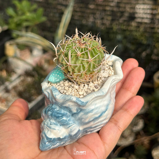 Stenocactus Multicostatus — Blue Whale