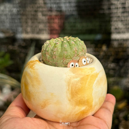 Gymnocalycium Parvulum — Glow Elves